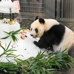 ２５歳の誕生日に、特製ケーキを味わうジャイアントパンダのタンタン＝１６日午前、神戸市灘区王子町３、王子動物園（撮影・後藤亮平）