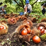いがの中には丸々としたクリ。初日から多くの人が訪れた＝１９日午後、丹波市氷上町福田、福田観光栗園