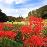 秋空の下、鮮やかに咲くヒガンバナ＝２２日午後、神戸市北区山田町藍那