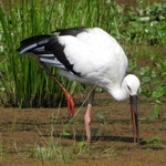 餌を探すコウノトリ＝８月、豊岡市（兵庫県立コウノトリの郷公園提供）