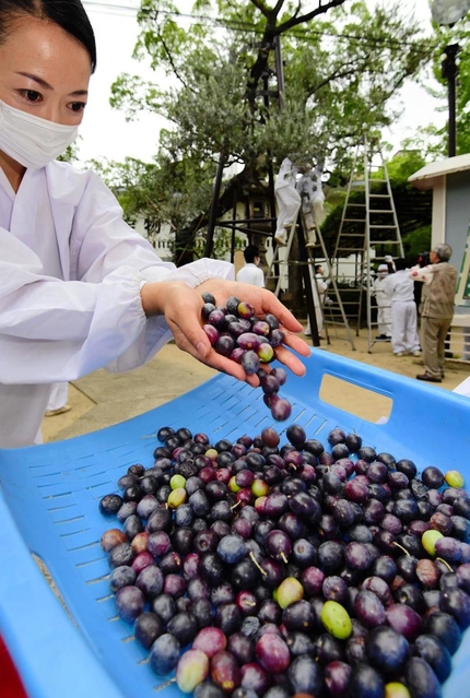 樹齢１５０年のオリーブから初めて収穫された実＝神戸市中央区多聞通３
