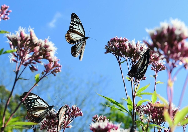 フジバカマの蜜を吸って、「渡り」の力を蓄えるアサギマダラ＝神戸市灘区、摩耶山天上寺（撮影・中西幸大）