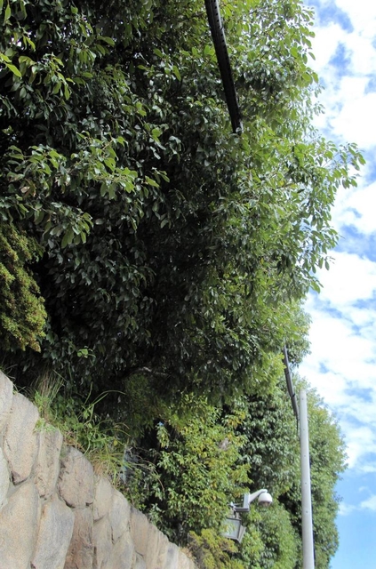 特定抗争指定暴力団になったことで使用が禁止された山口組総本部。組員の出入りがなくなり、伸び放題になった庭木が電線に架かる＝神戸市中央区篠原本町４