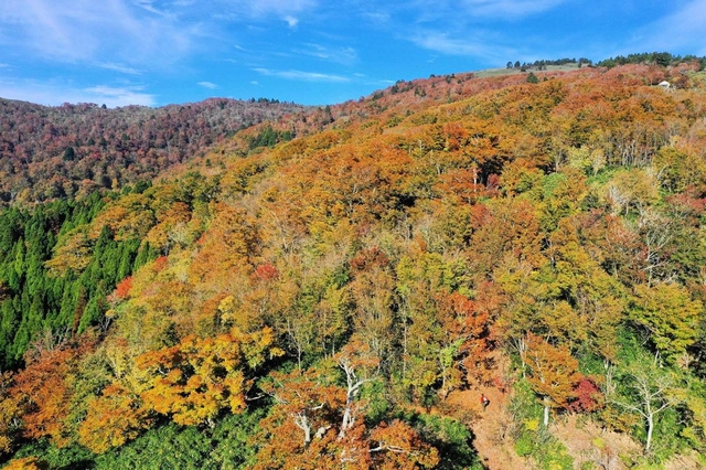 澄んだ青空とのコントラストが鮮やかな氷ノ山の紅葉（許可を得て小型無人機で撮影）＝２１日午前、養父市内