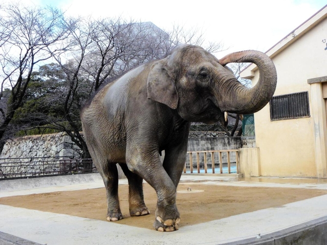 姫路市立動物園のシンボル的存在だったゾウの「姫子」＝姫路市本町（市提供）