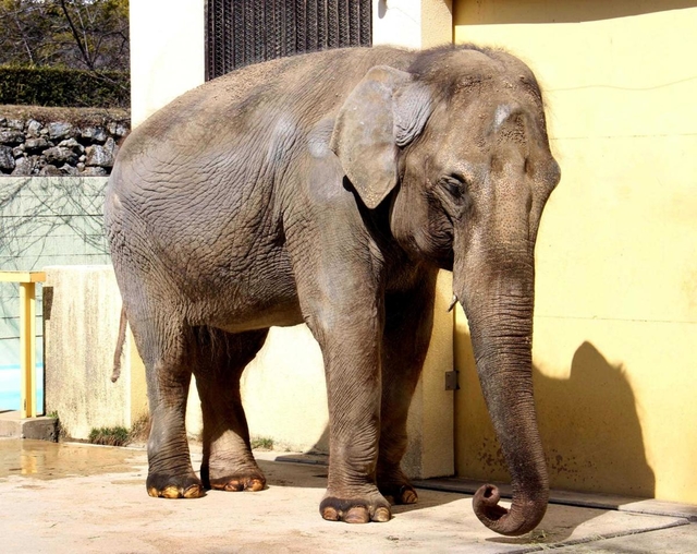 姫路市立動物園のシンボル的存在だったゾウの「姫子」＝２０２０年３月、姫路市本町
