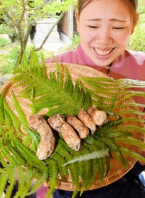 ５本５２万円で競り落とされた、丹波篠山市産のマツタケ＝丹波篠山市二階町、「近又」