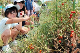 小学校で実った「とおるくんのミニトマト」＝神戸市須磨区菅の台４