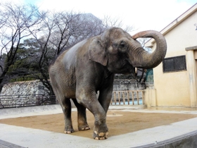 姫路市立動物園のシンボル的存在だったゾウの「姫子」＝姫路市本町（市提供）