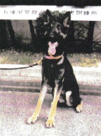 見つかった警察犬「クレバ号」（兵庫県警提供）