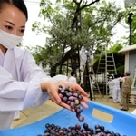 樹齢１５０年のオリーブから初めて収穫された実＝神戸市中央区多聞通３