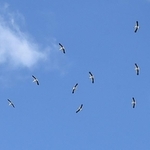 青空を悠々と舞うコウノトリの群れ＝１０日午前、神戸市西区岩岡町（渡辺美郎さん撮影）