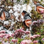 フジバカマの蜜を吸って、「渡り」の力を蓄えるアサギマダラ＝神戸市灘区、摩耶山天上寺（撮影・中西幸大）