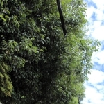 特定抗争指定暴力団になったことで使用が禁止された山口組総本部。組員の出入りがなくなり、伸び放題になった庭木が電線に架かる＝神戸市中央区篠原本町４