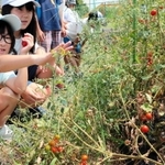 小学校で実った「とおるくんのミニトマト」＝神戸市須磨区菅の台４