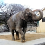 姫路市立動物園のシンボル的存在だったゾウの「姫子」＝姫路市本町（市提供）