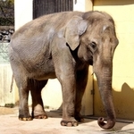 姫路市立動物園のシンボル的存在だったゾウの「姫子」＝２０２０年３月、姫路市本町