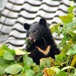 住宅地の木に登るツキノワグマの子グマ（資料写真）