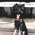 見つかった警察犬「クレバ号」（兵庫県警提供）