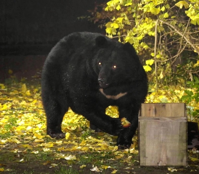兵庫県内の民家付近に出没したツキノワグマ（資料写真）