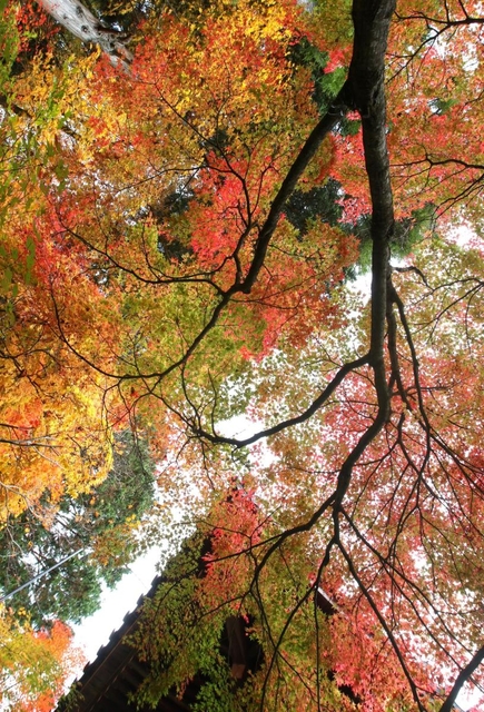 多彩な秋色に包まれた境内に参拝者らの歓声が響く＝加東市平木