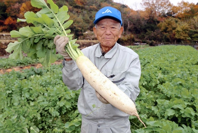 「大ちゃん」の子孫の大根を手にする栽培農家の志茂進さん＝相生市