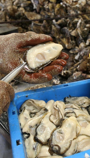 身が大きく成長したカキ。養殖業者の加工場で次々と殻からむき身にされていった＝相生市相生