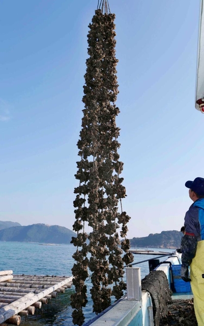 水揚げ最盛期間近の養殖カキ。５月の種付けから半年ほどで大きく成長した＝相生市の相生湾沖