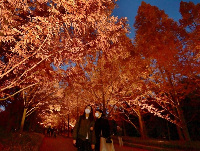 ライトアップで鮮やかさを増したメタセコイアの並木＝２１日夜、神戸市北区山田町上谷上、市立森林植物園