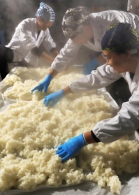 蒸し上がった米を広げて冷ます蔵人たち＝明石市魚住町西岡、茨木酒造
