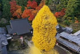 赤いモミジと共演し、黄金色に境内を彩る大イチョウ＝丹波篠山市宇土