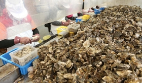 山積みになった殻付きのカキ。むき子が手早く身を取り出す＝相生市相生