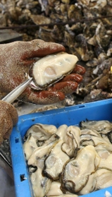 身が大きく成長したカキ。養殖業者の加工場で次々と殻からむき身にされていった＝相生市相生