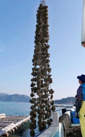 水揚げ最盛期間近の養殖カキ。５月の種付けから半年ほどで大きく成長した＝相生市の相生湾沖