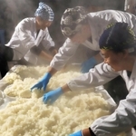 蒸し上がった米を広げて冷ます蔵人たち＝明石市魚住町西岡、茨木酒造