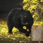 兵庫県内の民家付近に出没したツキノワグマ（資料写真）