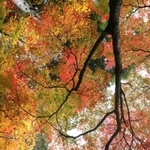 多彩な秋色に包まれた境内に参拝者らの歓声が響く＝加東市平木