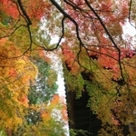 多彩な秋色に包まれた境内に参拝者らの歓声が響く＝加東市平木