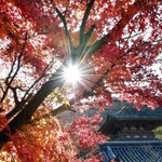 朝日を浴び、古刹に映える紅葉＝神戸市西区伊川谷町前開