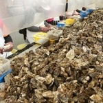山積みになった殻付きのカキ。むき子が手早く身を取り出す＝相生市相生