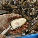 身が大きく成長したカキ。養殖業者の加工場で次々と殻からむき身にされていった＝相生市相生