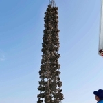 水揚げ最盛期間近の養殖カキ。５月の種付けから半年ほどで大きく成長した＝相生市の相生湾沖