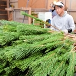 出荷の準備が進む「丹波の若松」＝丹波市山南町坂尻