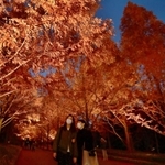 ライトアップで鮮やかさを増したメタセコイアの並木＝２１日夜、神戸市北区山田町上谷上、市立森林植物園