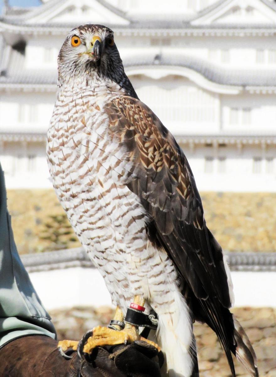 姫路市立動物園のオオタカが逃げる 園舎の鍵掛け忘れ 総合 神戸新聞next