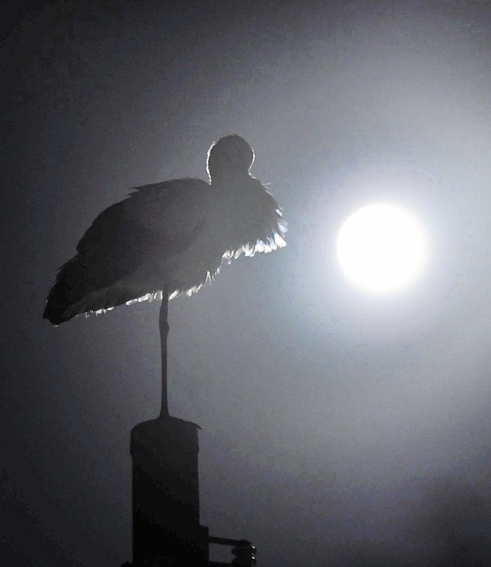 満月に映えるコウノトリ＝稲美町中村（鳥井隆一さん撮影）