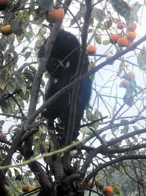住宅の庭で柿の木に登る子グマ＝１０月、富山県黒部市