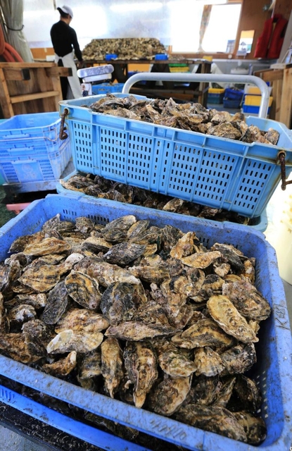 前日に水揚げされた殻付きのカキ。出荷自粛となり、むき身にする作業がストップした＝２日午後、相生市内（撮影・小林良多）