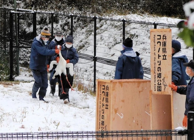 引っ越し作業のために箱に移されるコウノトリ＝豊岡市祥雲寺