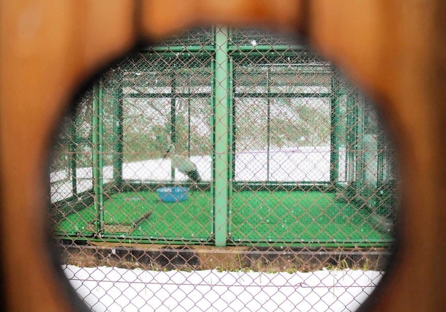 のぞき穴から観察できる飼育コウノトリ＝豊岡市祥雲寺